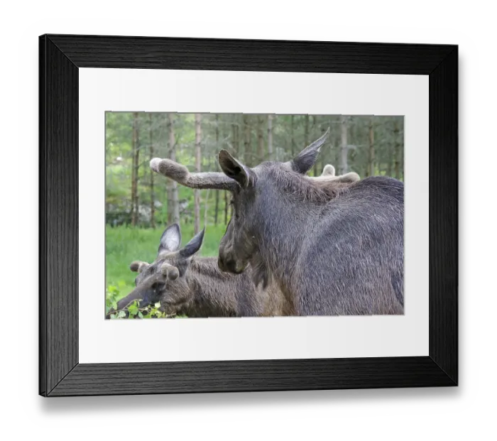 Framed Print : Two moose in a summery forest environment