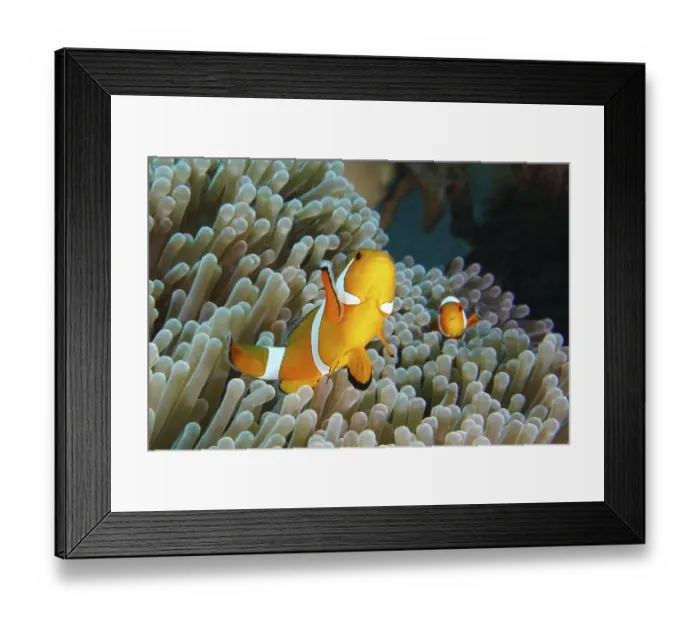 Framed Print : Ocellaris Clownfish (Amphiprion ocellaris) in a sea anemone