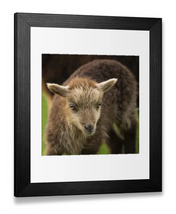 Framed Print : Brown lamb, portrait, Ouessant sheep (Breton dwarf sheep) Framed Print : Brown lamb, portrait, Ouessant sheep (Breton dwarf sheep)