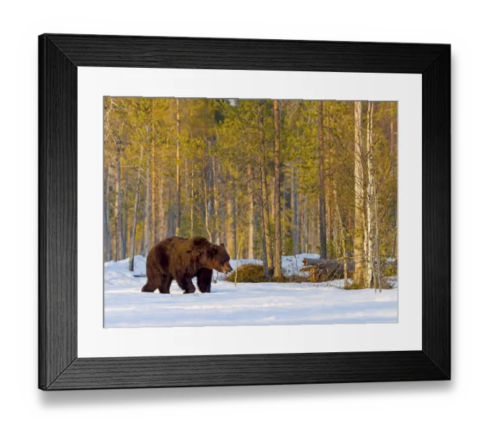 Framed Print : European brown bear (Ursus arctos) adult Framed Print : European brown bear (Ursus arctos) adult