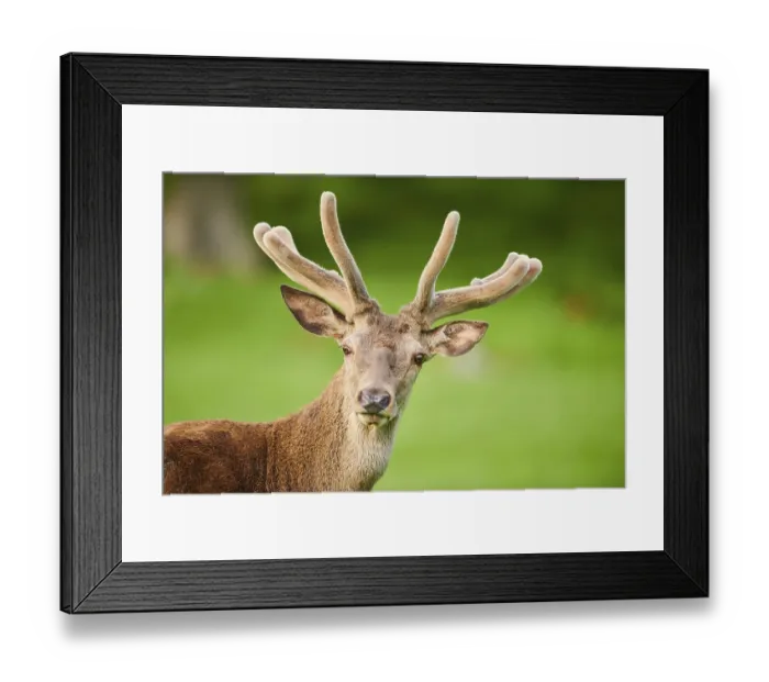 Framed Print : Red deer (Cervus elaphus), Portrait Framed Print : Red deer (Cervus elaphus), Portrait