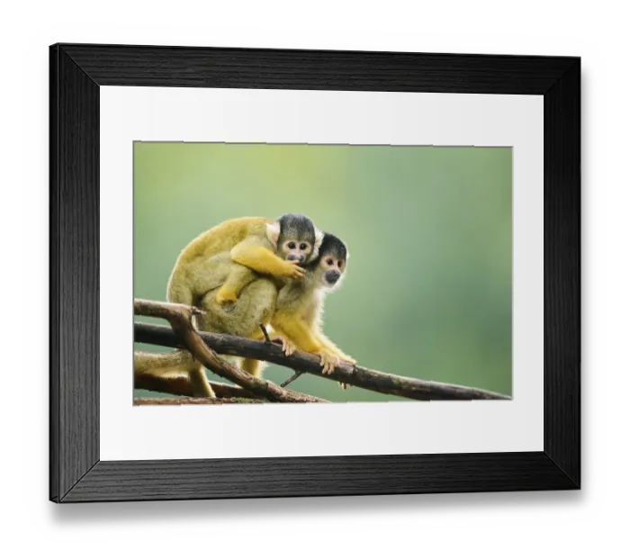 Framed Print : Common squirrel monkey (Saimiri sciureus) mother with her youngster Framed Print : Common squirrel monkey (Saimiri sciureus) mother with her youngster