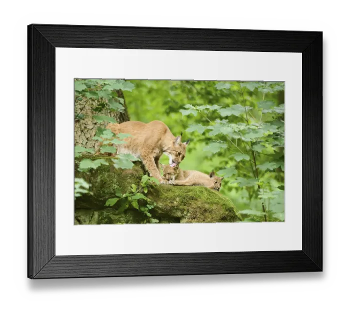 Framed Print : Eurasian lynx (Lynx lynx) mother with her youngsters in a forest