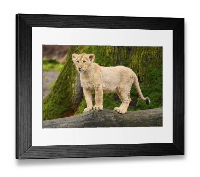 Framed Print : Asiatic lion (Panthera leo persica) cub standing on a tree trunk Framed Print : Asiatic lion (Panthera leo persica) cub standing on a tree trunk