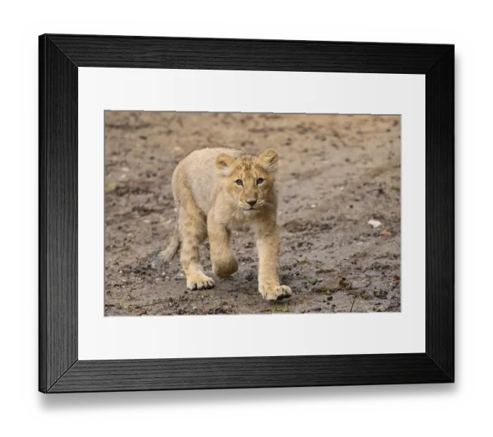 Framed Print : Asiatic lion (Panthera leo persica) cub running in the dessert