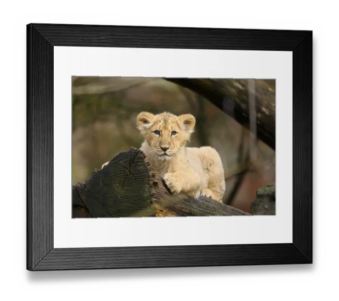 Framed Print : Asiatic lion (Panthera leo persica) cub lying on a tree trunk Framed Print : Asiatic lion (Panthera leo persica) cub lying on a tree trunk