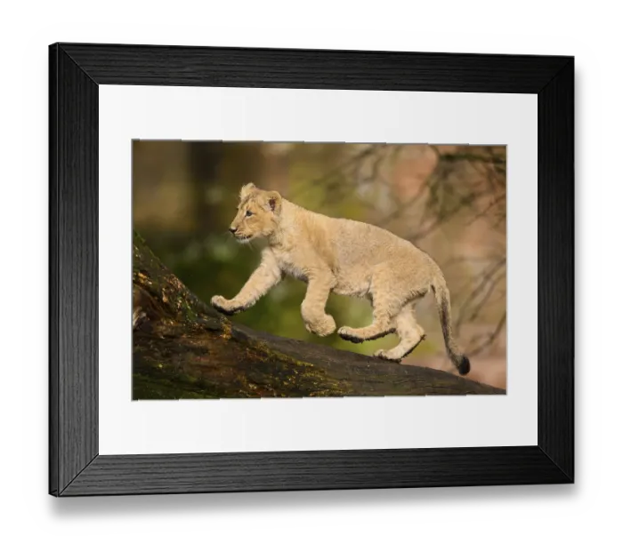 Framed Print : Asiatic lion (Panthera leo persica) cub in the dessert