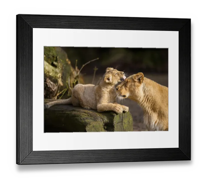 Framed Print : Asiatic lion (Panthera leo persica) lioness lycking her cub