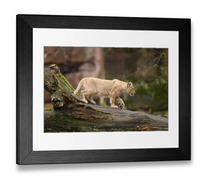 Framed Print : Asiatic lion (Panthera leo persica) cub climbing on a tree