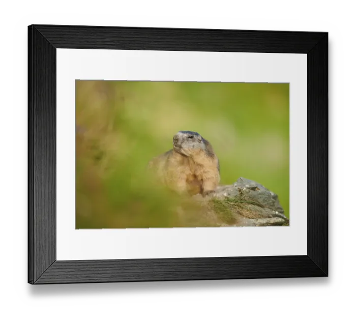 Framed Print : Alpine marmot (Marmota marmota) on a rock in summer