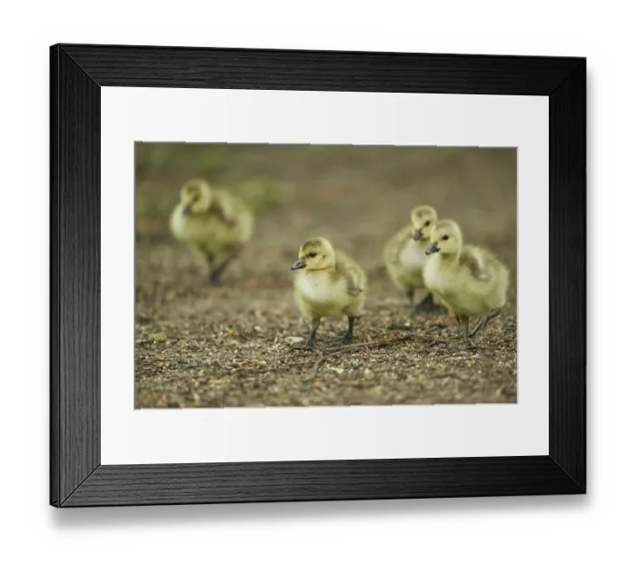 Framed Print : Close-up of a Canada goose (Branta canadensis) chicks in spring Framed Print : Close-up of a Canada goose (Branta canadensis) chicks in spring