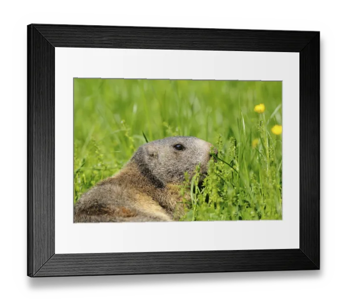 Framed Print : Close-up of an Alpine marmot (Marmota marmota) in a flowering meadow Framed Print : Close-up of an Alpine marmot (Marmota marmota) in a flowering meadow