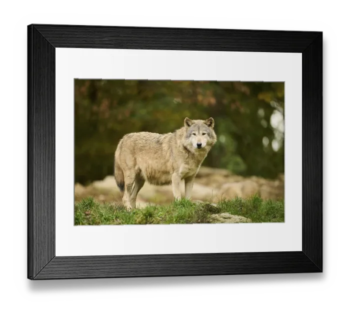 Framed Print : Eastern wolf (Canis lupus lycaon) standing on a meadow