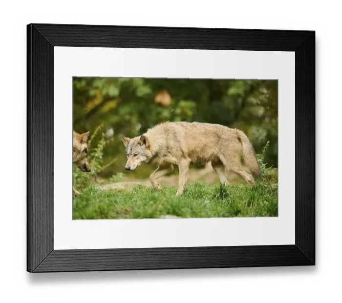 Framed Print : Eastern wolf (Canis lupus lycaon) walking on a meadow