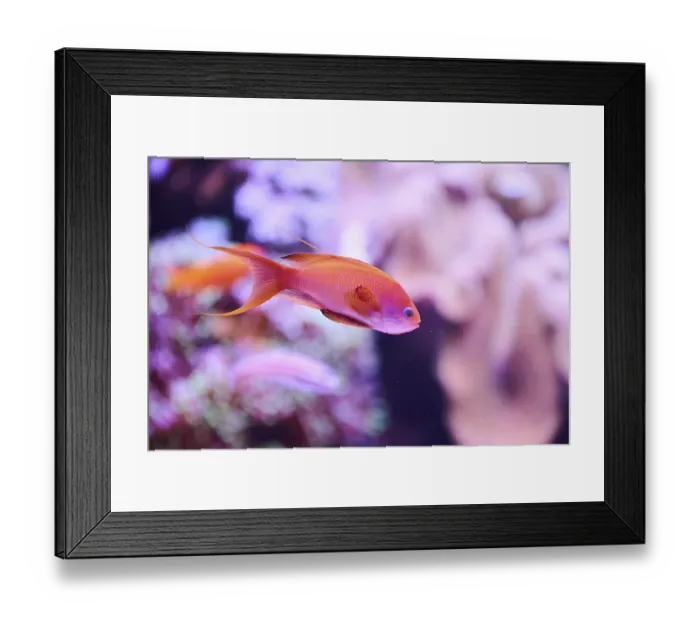 Framed Print : Sea goldie (Pseudanthias squamipinnis) in a aquarium Framed Print : Sea goldie (Pseudanthias squamipinnis) in a aquarium