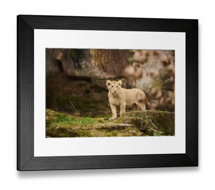 Framed Print : Asiatic lion (Panthera leo persica) cub standing on the ground