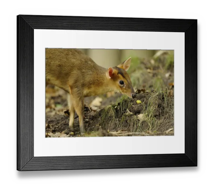 Framed Print : A muntjac sniffs curiously at the ground between autumn leaves in the forest