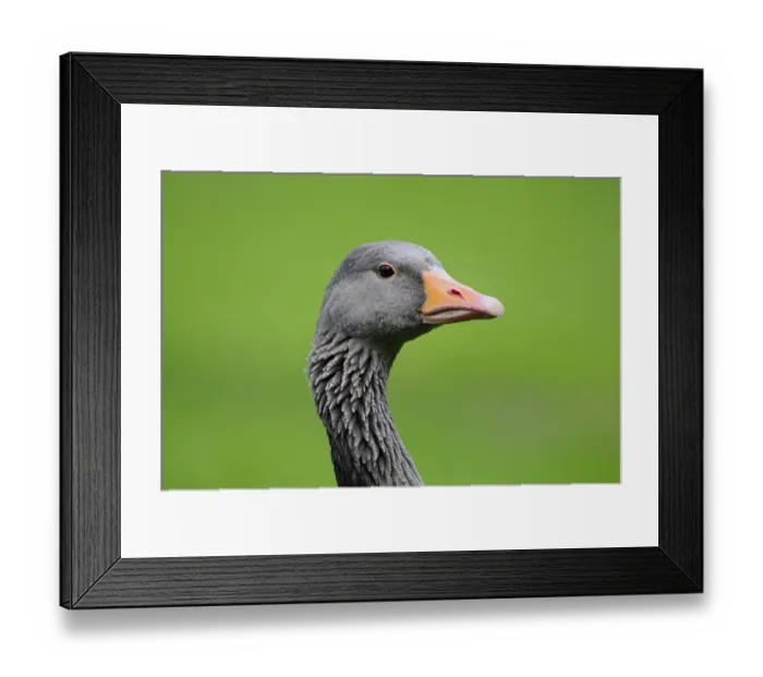 Framed Print : Portrait of a grey goose with orange beak in green surroundings Framed Print : Portrait of a grey goose with orange beak in green surroundings