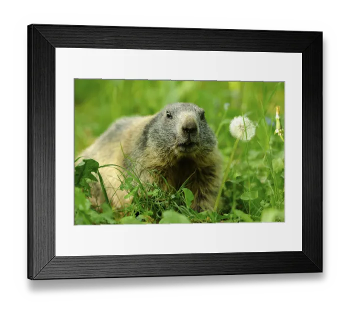 Framed Print : Marmot on a flowering meadow next to a dandelion in a quiet environment Framed Print : Marmot on a flowering meadow next to a dandelion in a quiet environment