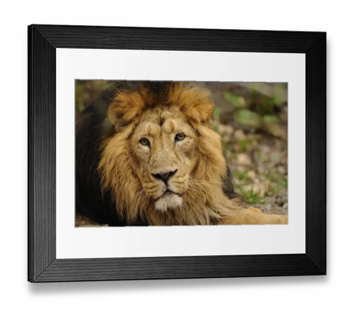 Framed Print : A reclining lion with a magnificent mane looks attentively into the camera Framed Print : A reclining lion with a magnificent mane looks attentively into the camera