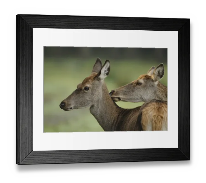 Framed Print : Two stags standing head to head in the forest Framed Print : Two stags standing head to head in the forest