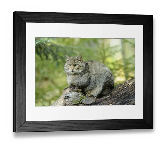 Framed Print : Wildcat sitting quietly on a tree trunk