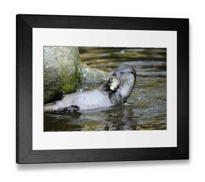 Framed Print : An otter lies in the water next to a rock and eats a porcini mushroom