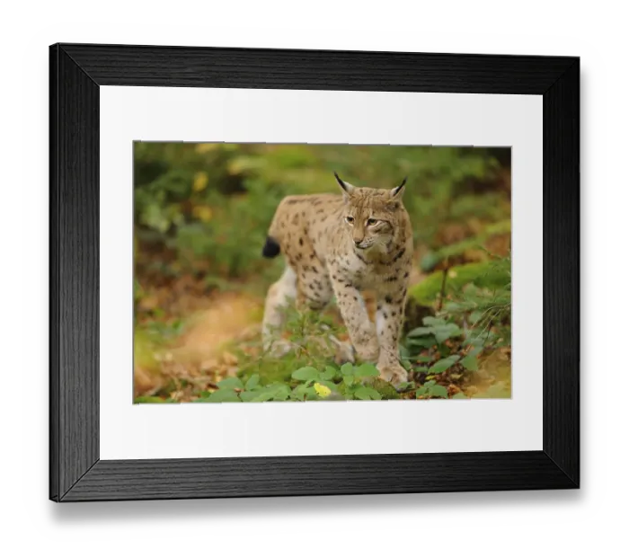 Framed Print : A lynx walks through autumn forest with spotted fur Framed Print : A lynx walks through autumn forest with spotted fur