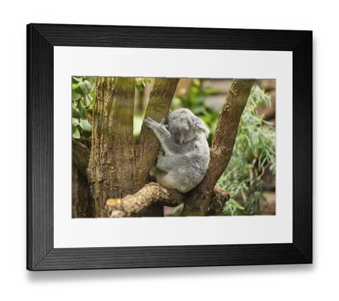 Framed Print : Koala (Phascolarctos cinereus) sitting on a tree