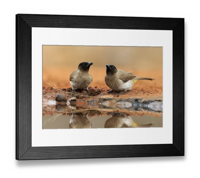 Framed Print : Grey bulbul (Pycnonotus barbatus)