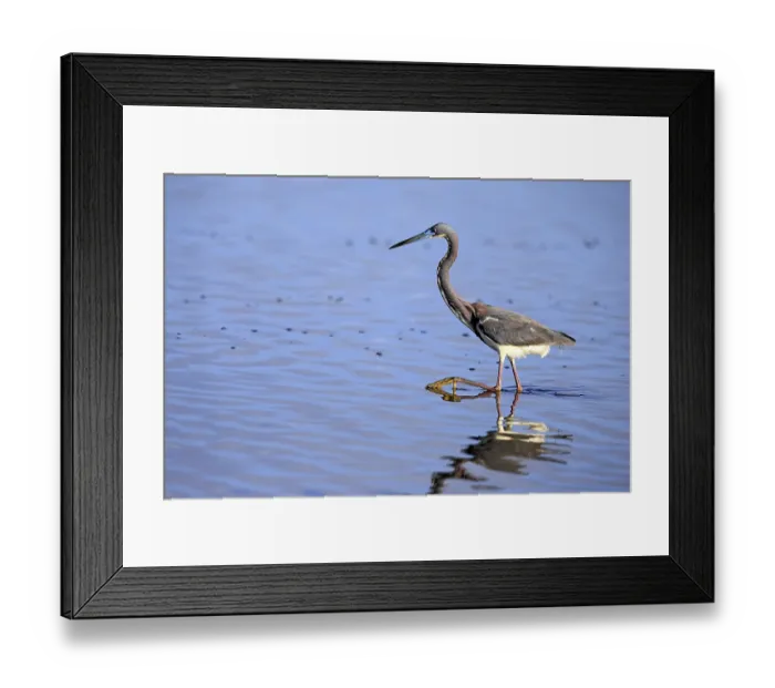 Framed Print : Tricoloured Heron (Egretta tricolor)