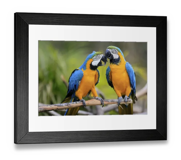Framed Print : Yellow-breasted Macaw (Ara ararauna) Framed Print : Yellow-breasted Macaw (Ara ararauna)