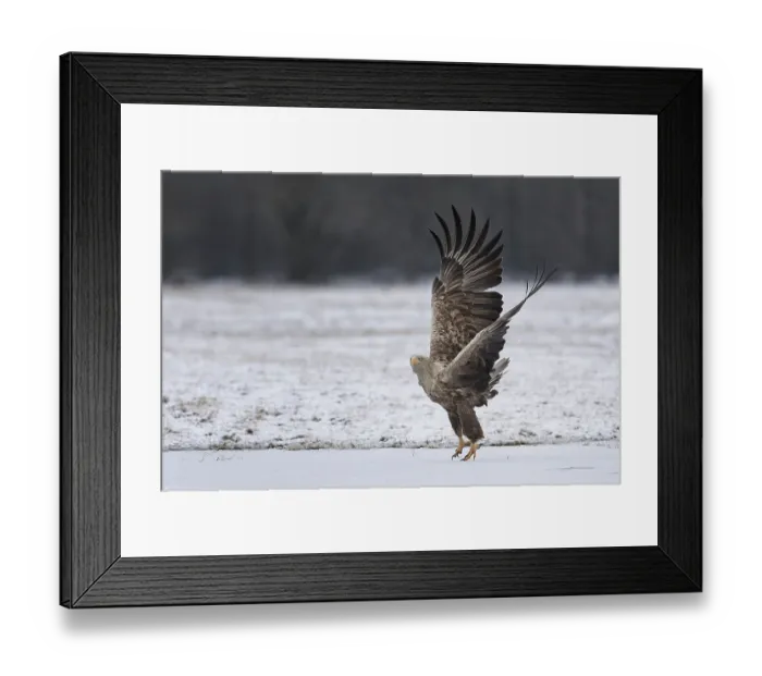 Framed Print : White-tailed eagle (Haliaeetus albicilla) foraging on a frozen lake