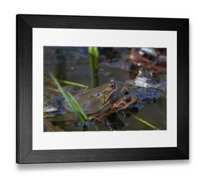 Framed Print : European common brown frogs (Rana temporaria) Framed Print : European common brown frogs (Rana temporaria)