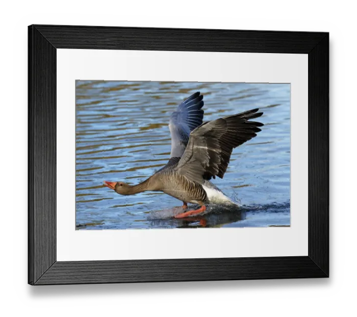 Framed Print : Greylag goose (Anser anser) landing on water Framed Print : Greylag goose (Anser anser) landing on water