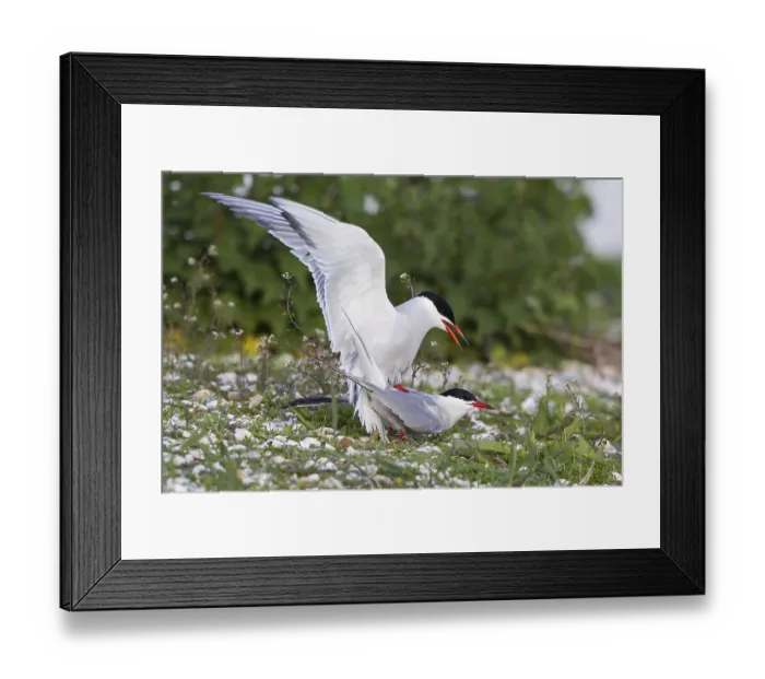 Framed Print : Common Terns (Sterna hirundo), mating Framed Print : Common Terns (Sterna hirundo), mating