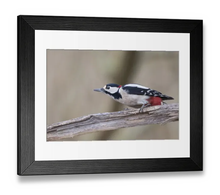 Framed Print : Great Spotted Woodpecker (Dendrocopos major) Framed Print : Great Spotted Woodpecker (Dendrocopos major)