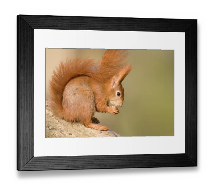 Framed Print : Red Squirrel (Sciurus vulgaris) with a hazelnut