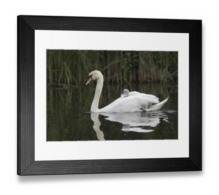 Framed Print : Mute swan (Cygnus olor) swims with chicks in plumage Framed Print : Mute swan (Cygnus olor) swims with chicks in plumage