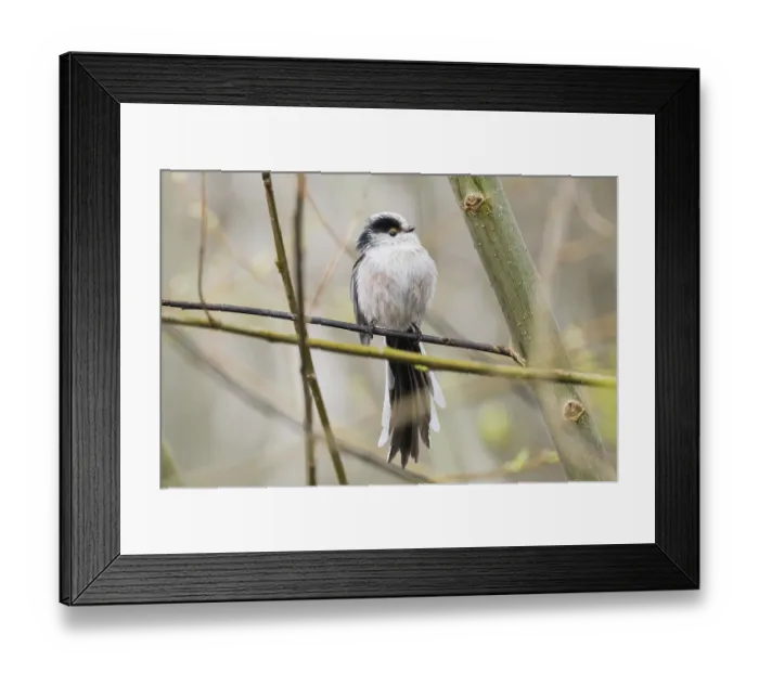 Framed Print : A long-tailed tit (Aegithalos caudatus) sitting on a thin branch surrounded by twigs
