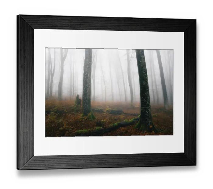 Framed Print : Beech forest (Fagus sylvatica) in autumn in the fog