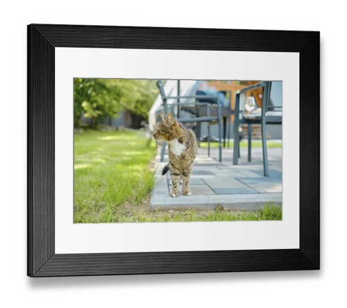 Framed Print : Domestic cat on backyard looking to the side