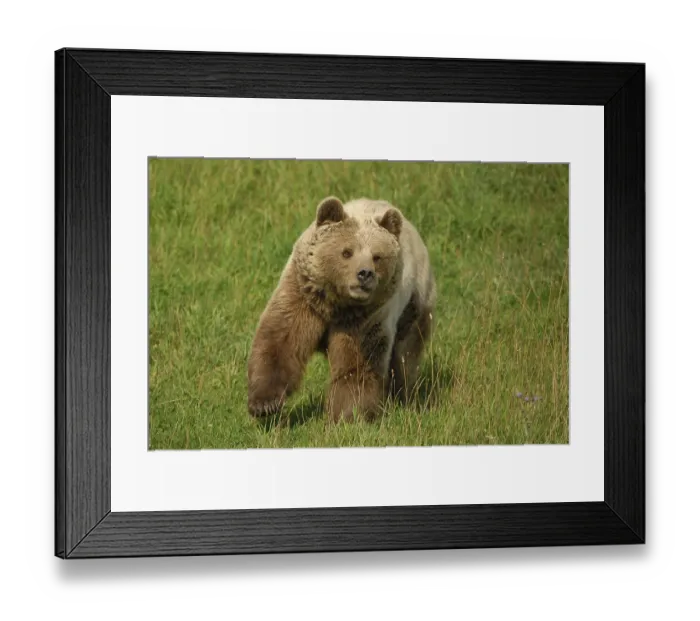 Framed Print : Brown bear (Ursus arctos), running she bear
