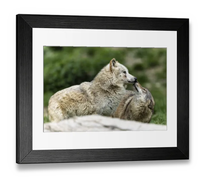 Framed Print : Two wolves interacting in a green Framed Print : Two wolves interacting in a green