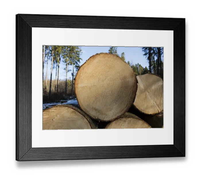 Framed Print : Felled, stacked logs, Arnsberger Wald nature park Park