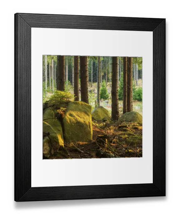 Framed Print : Typical spruce forest with large boulders in the last evening light