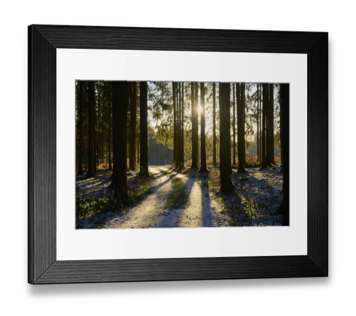 Framed Print : Path in the coniferous forest at sunrise in winter
