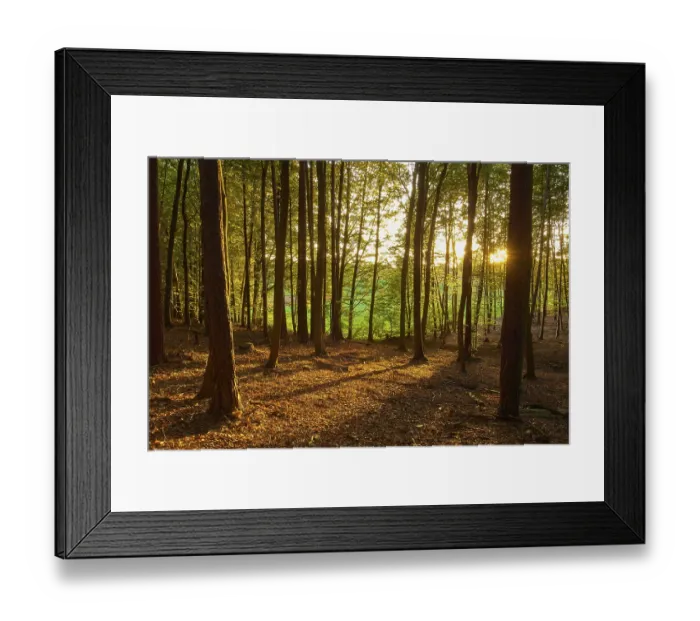 Framed Print : A peaceful forest with sunbeams shining through the trees and golden autumn light