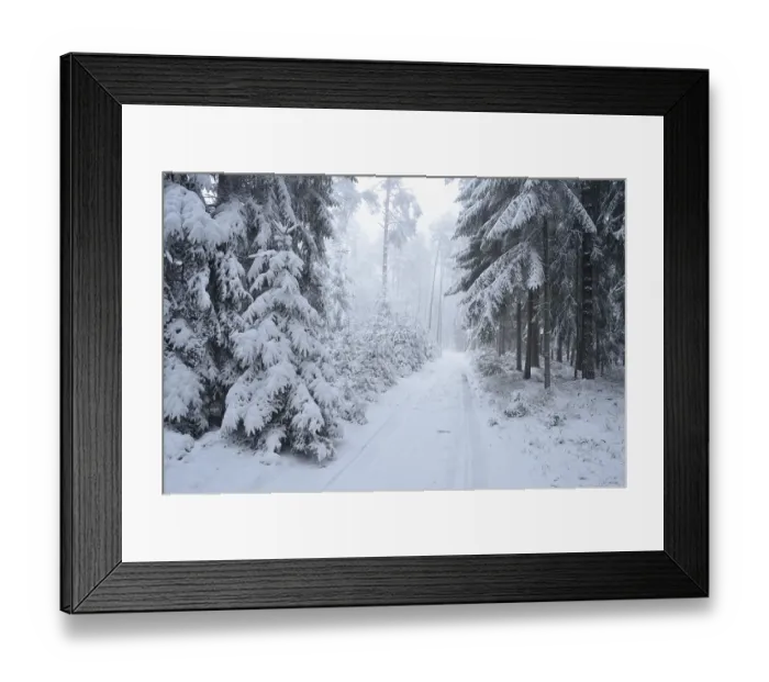 Framed Print : Landscape of a forest with Norway Spruces (Picea abies) in winter Framed Print : Landscape of a forest with Norway Spruces (Picea abies) in winter