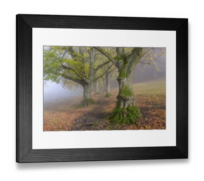 Framed Print : Large-leaved lindens (Tilia platyphyllos) Framed Print : Large-leaved lindens (Tilia platyphyllos)
